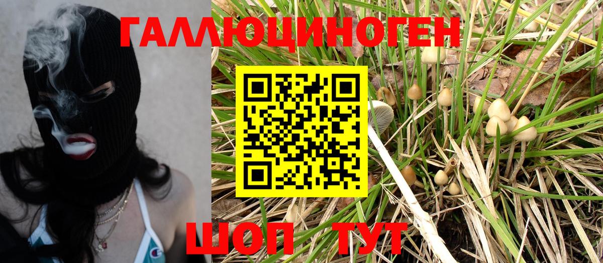 Псилоцибиновые грибы Psilocybe Гусиноозёрск